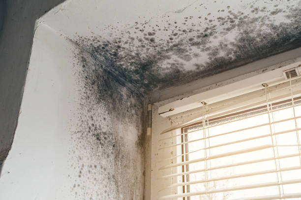 Affordable Crawl Space Mold Remediation solutions in Lillington, NC